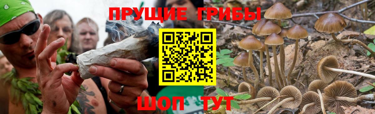 Галлюциногенные грибы Magic Shrooms  Вход с VPN  Бузулук  Галлюциногенные грибы GOLDEN TEACHER 